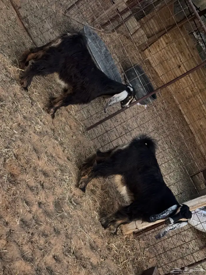 تيوس تم البيع  تم البيع 5