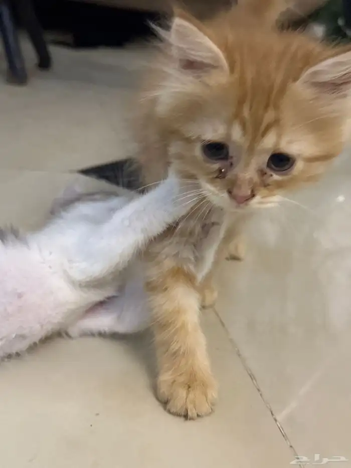 قطط تبني عمر شهرين 2