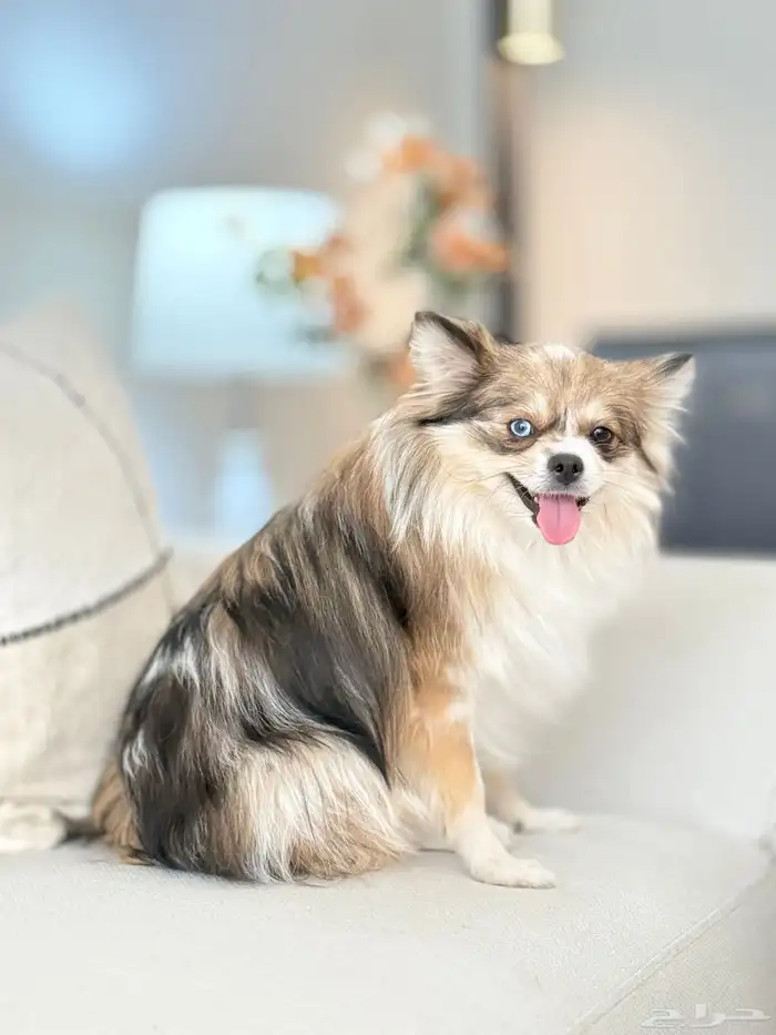 Cacwzy - Pure Pomeranian ( sold out ) 4