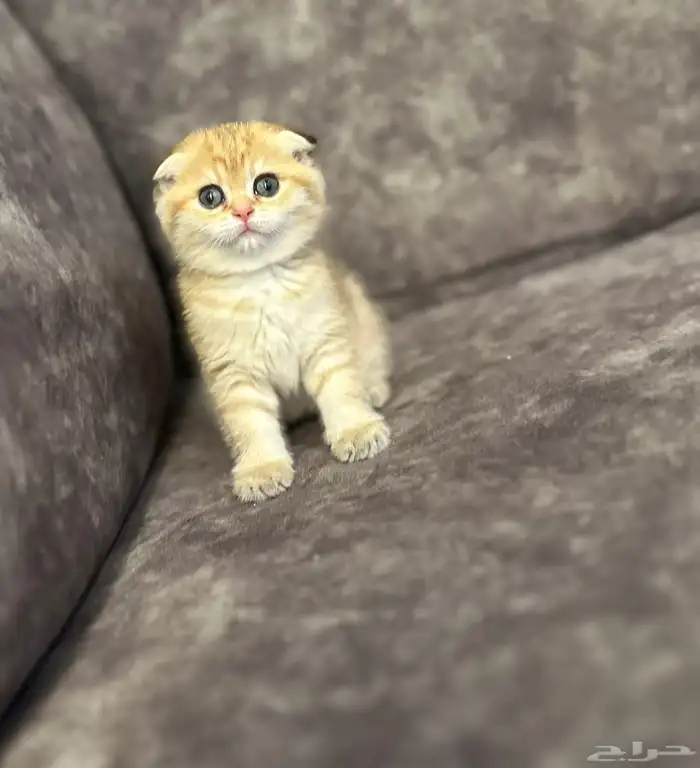 ذكر سكوتش تربل فولد للبيع 2