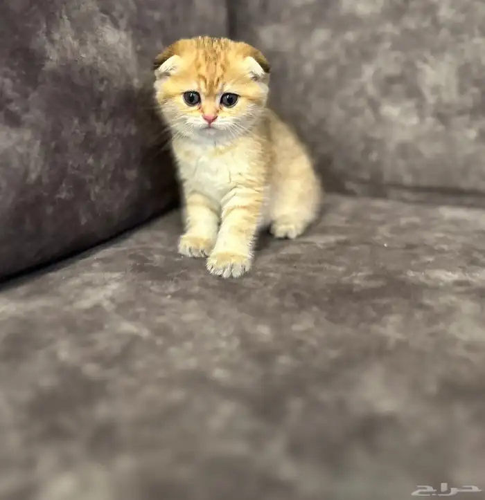 ذكر سكوتش تربل فولد للبيع 3