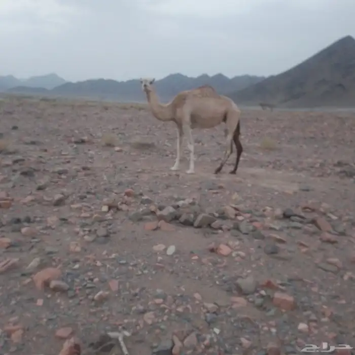 ناقه ذلول للبيع 0