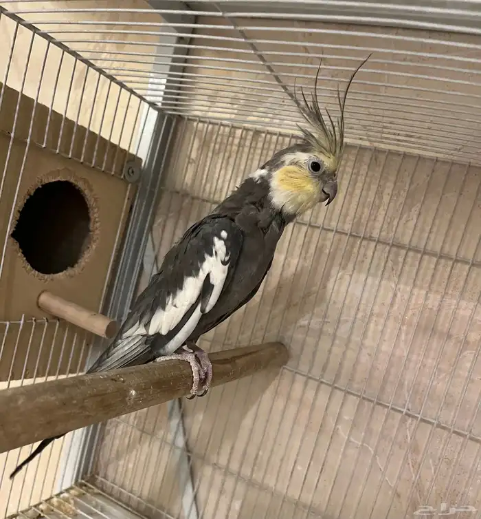 ذكر كروان باستيل فيس تم البيع خارج الموقع 1