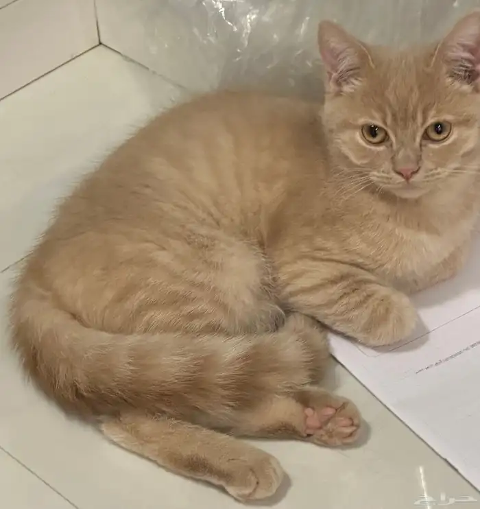 ثلاث قطط سكوتش 7