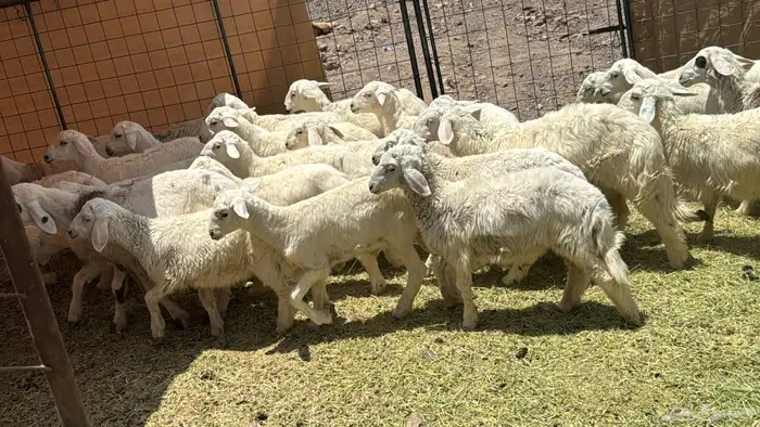 طليان ورخال العمر 4شهور 4