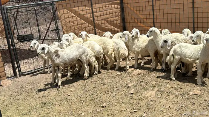 طليان ورخال العمر 4شهور 1