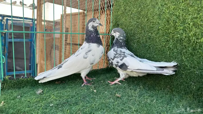 حمام بكستاني على ولا 1