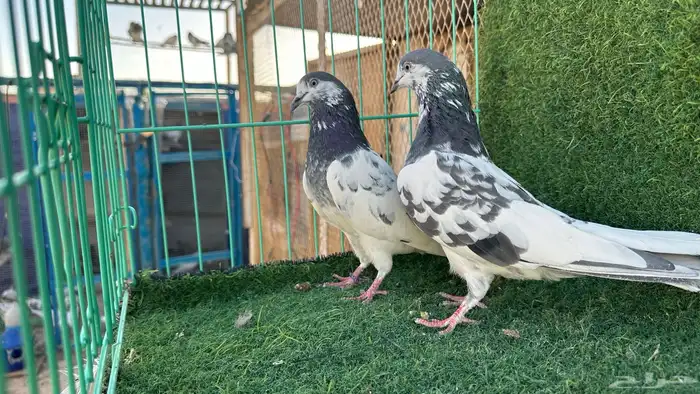 حمام بكستاني على ولا 2