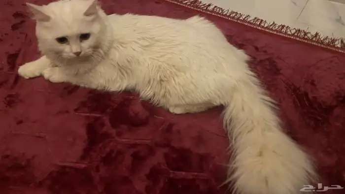 قط بعمر 7 اشهر صحته ممتازة هادئ ونظيف جدا 0