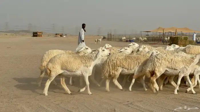 رخال حريات حرش دفيع صنف عددها 32 معاها الفحل 1