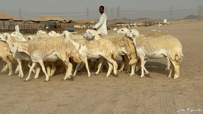 رخال حريات حرش دفيع صنف عددها 32 معاها الفحل 31