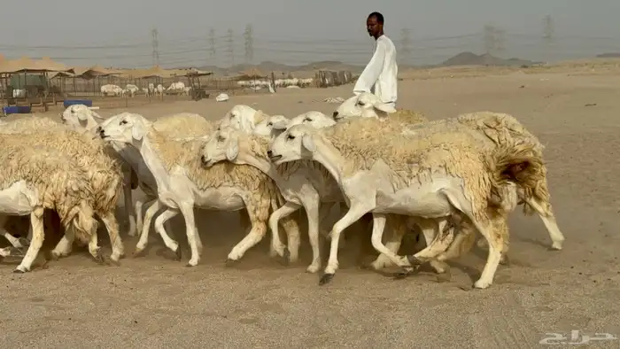 رخال حريات حرش دفيع صنف عددها 32 معاها الفحل 32