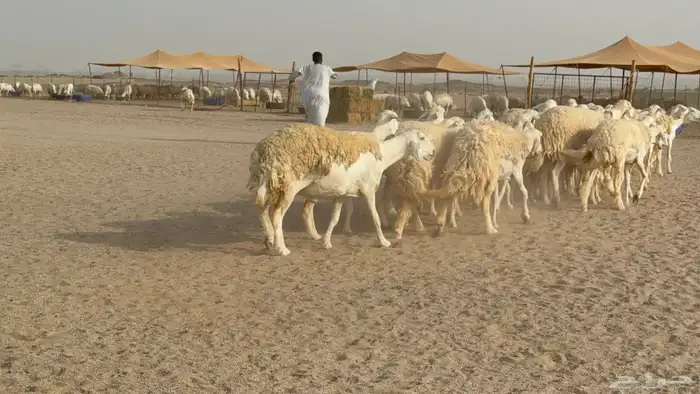 رخال حريات حرش دفيع صنف عددها 32 معاها الفحل 13