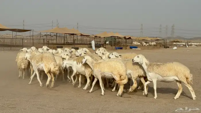 رخال حريات حرش دفيع صنف عددها 32 معاها الفحل 22