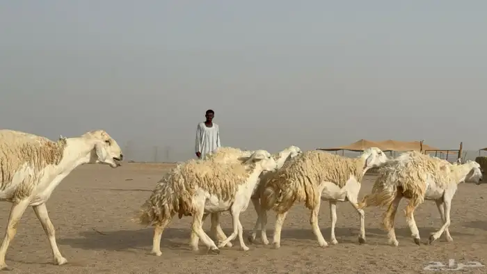 رخال حريات حرش دفيع صنف عددها 32 معاها الفحل 16