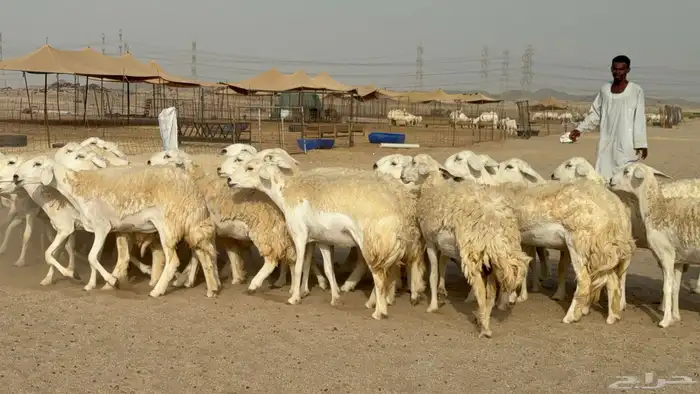رخال حريات حرش دفيع صنف عددها 32 معاها الفحل 35