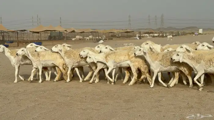 رخال حريات حرش دفيع صنف عددها 32 معاها الفحل 10