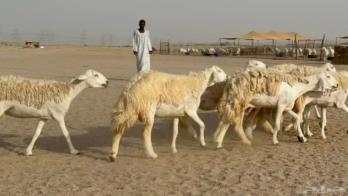 رخال حريات حرش دفيع صنف عددها 32 معاها الفحل 11
