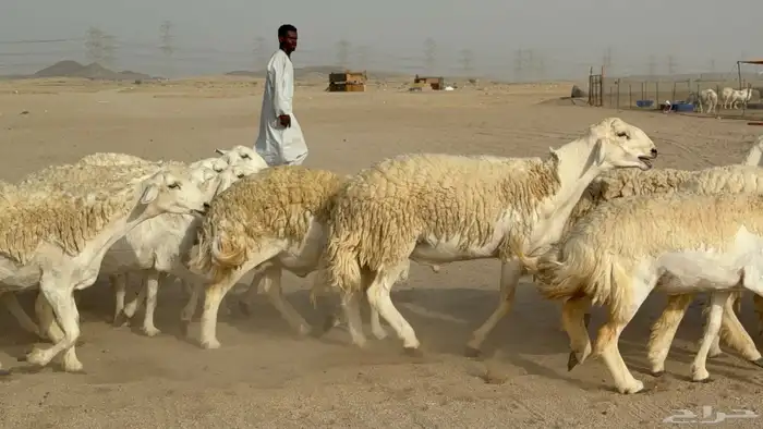 رخال حريات حرش دفيع صنف عددها 32 معاها الفحل 37