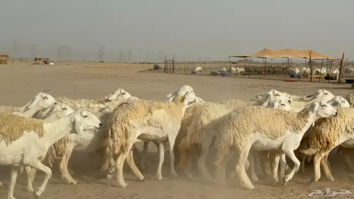 رخال حريات حرش دفيع صنف عددها 32 معاها الفحل 4
