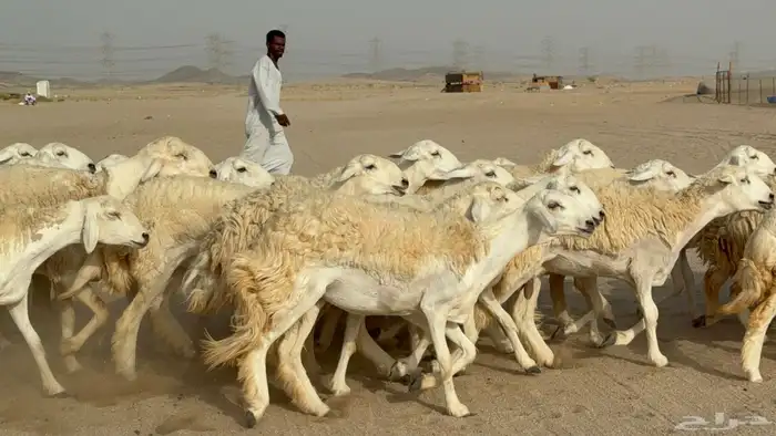 رخال حريات حرش دفيع صنف عددها 32 معاها الفحل 38