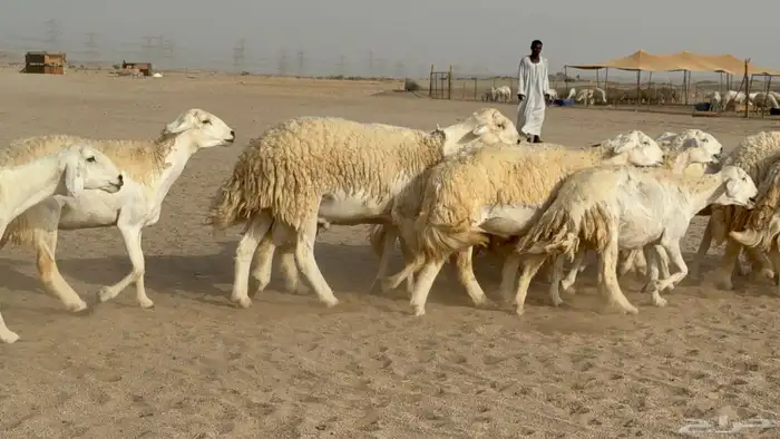 رخال حريات حرش دفيع صنف عددها 32 معاها الفحل 2