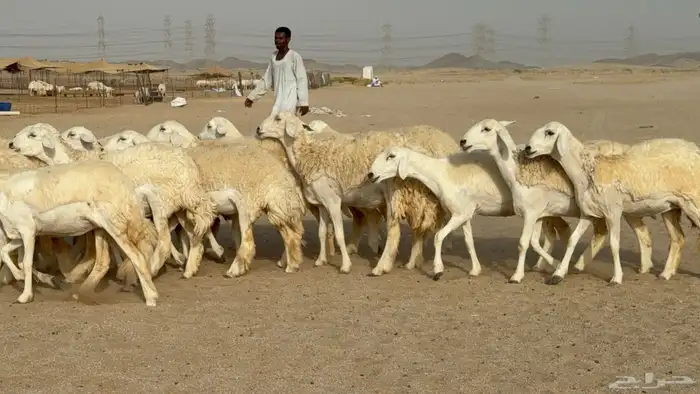 رخال حريات حرش دفيع صنف عددها 32 معاها الفحل 7
