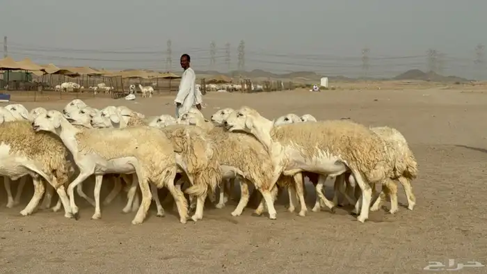 رخال حريات حرش دفيع صنف عددها 32 معاها الفحل 39