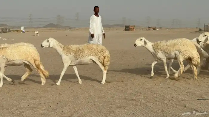 رخال حريات حرش دفيع صنف عددها 32 معاها الفحل 3