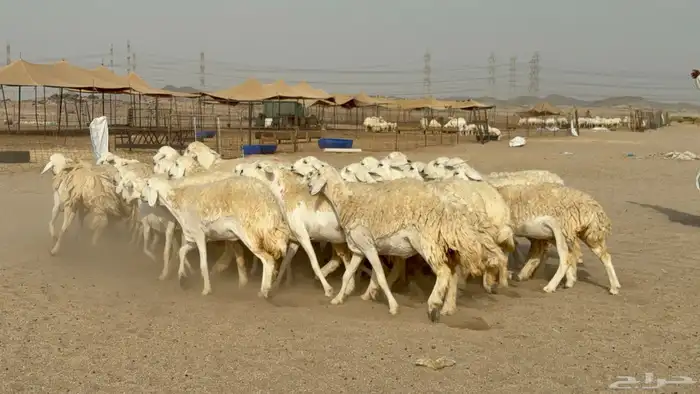 رخال حريات حرش دفيع صنف عددها 32 معاها الفحل 34