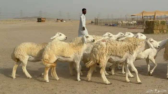 رخال حريات حرش دفيع صنف عددها 32 معاها الفحل 8