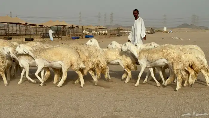 رخال حريات حرش دفيع صنف عددها 32 معاها الفحل 26