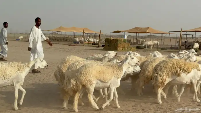 رخال حريات حرش دفيع صنف عددها 32 معاها الفحل 5