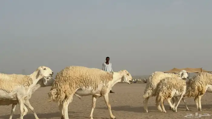 رخال حريات حرش دفيع صنف عددها 32 معاها الفحل 12