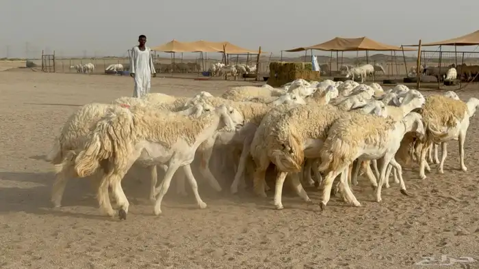 رخال حريات حرش دفيع صنف عددها 32 معاها الفحل 29
