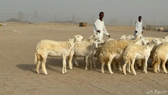 رخال حريات حرش دفيع صنف عددها 32 معاها الفحل 0