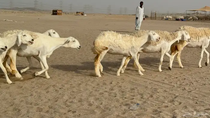 رخال حريات حرش دفيع صنف عددها 32 معاها الفحل 24