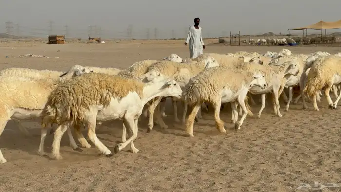 رخال حريات حرش دفيع صنف عددها 32 معاها الفحل 20