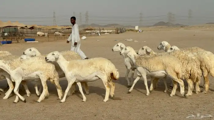 رخال حريات حرش دفيع صنف عددها 32 معاها الفحل 6