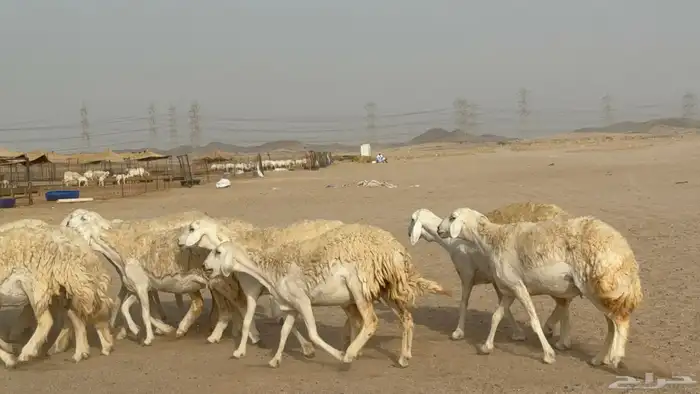 رخال حريات حرش دفيع صنف عددها 32 معاها الفحل 15