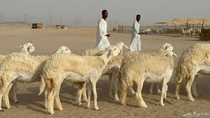 رخال حريات حرش دفيع صنف عددها 32 معاها الفحل 28