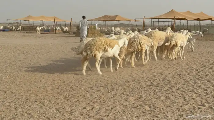 رخال حريات حرش دفيع صنف عددها 32 معاها الفحل 14