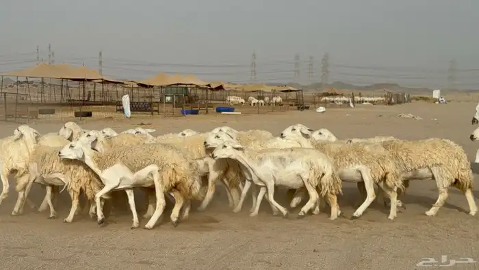 رخال حريات حرش دفيع صنف عددها 32 معاها الفحل 23
