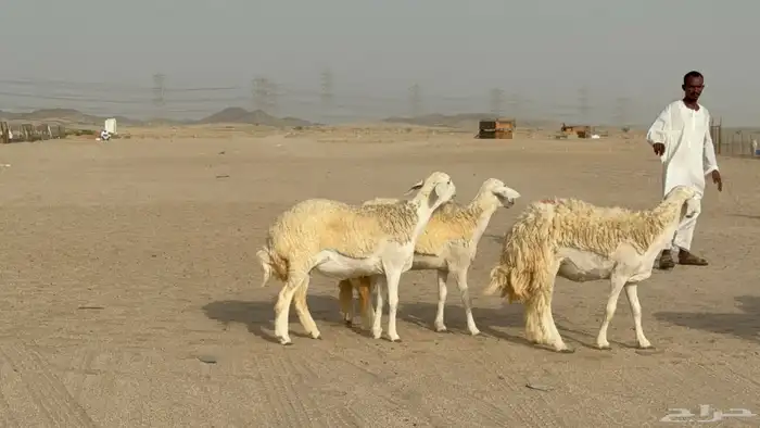 رخال حريات حرش دفيع صنف عددها 32 معاها الفحل 30