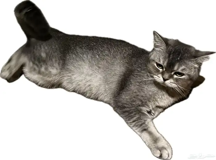 للبيع قطة سكوتش ستريت حامل 2