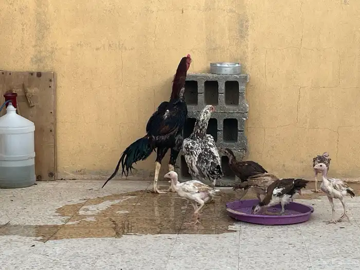 دجاج وديك باكستاني 3