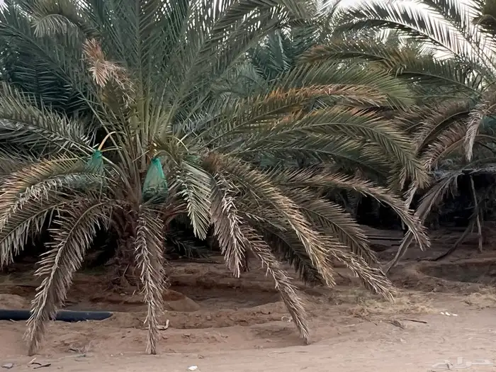 ثمر سري وخلاص حساء وخلاص وادي 5