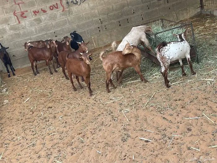 تيوس جنوبية دهم من انتاج حلالي بسوق الجربوع 6