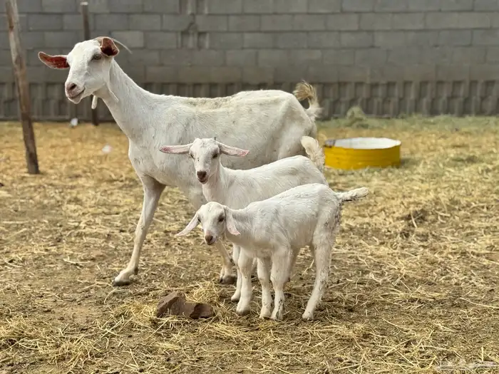 عنز بيشيه معها توأم 0