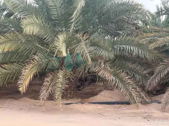 ثمر سري وخلاص حساء وخلاص وادي 4